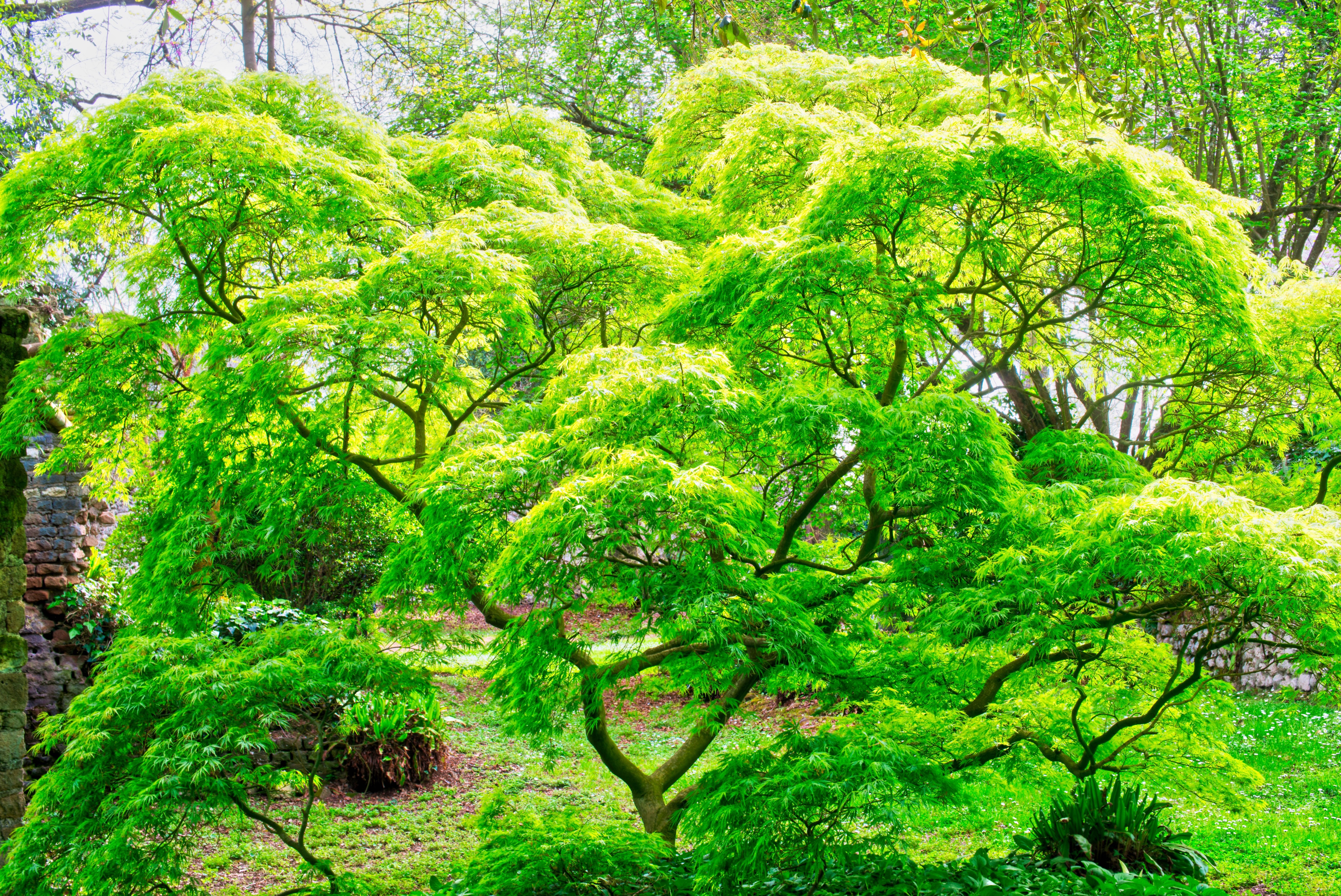 Shade Tree